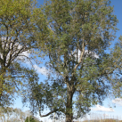 Narrow-leaved ash- Cambridge Tree Trust